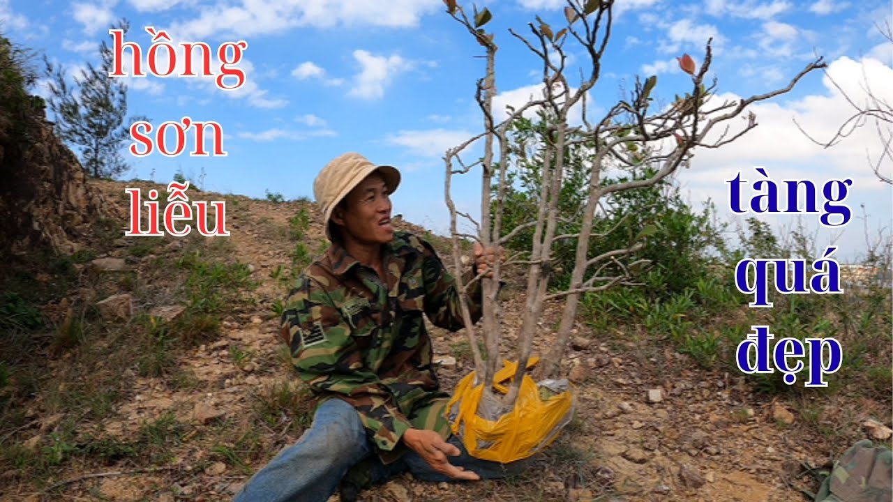khai thác hồng sơn liễu cho hoa và tàng rin quá đẹp