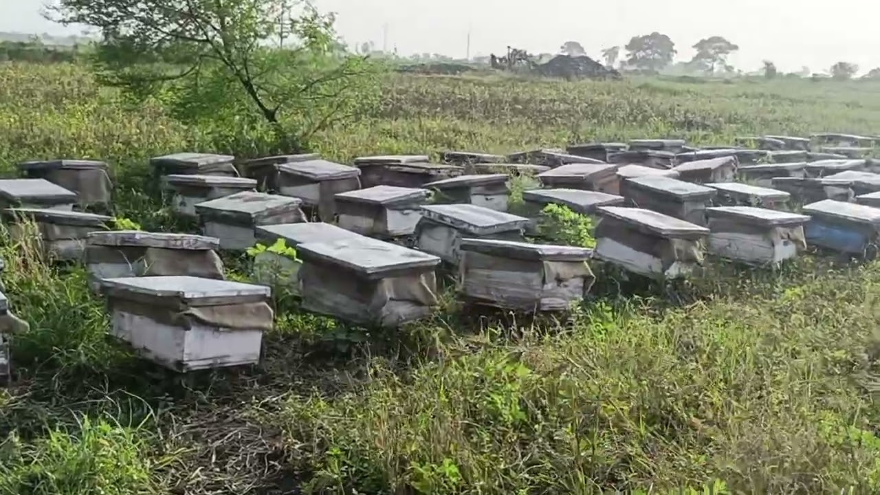 Thebeehivebrothershoneyfarm 