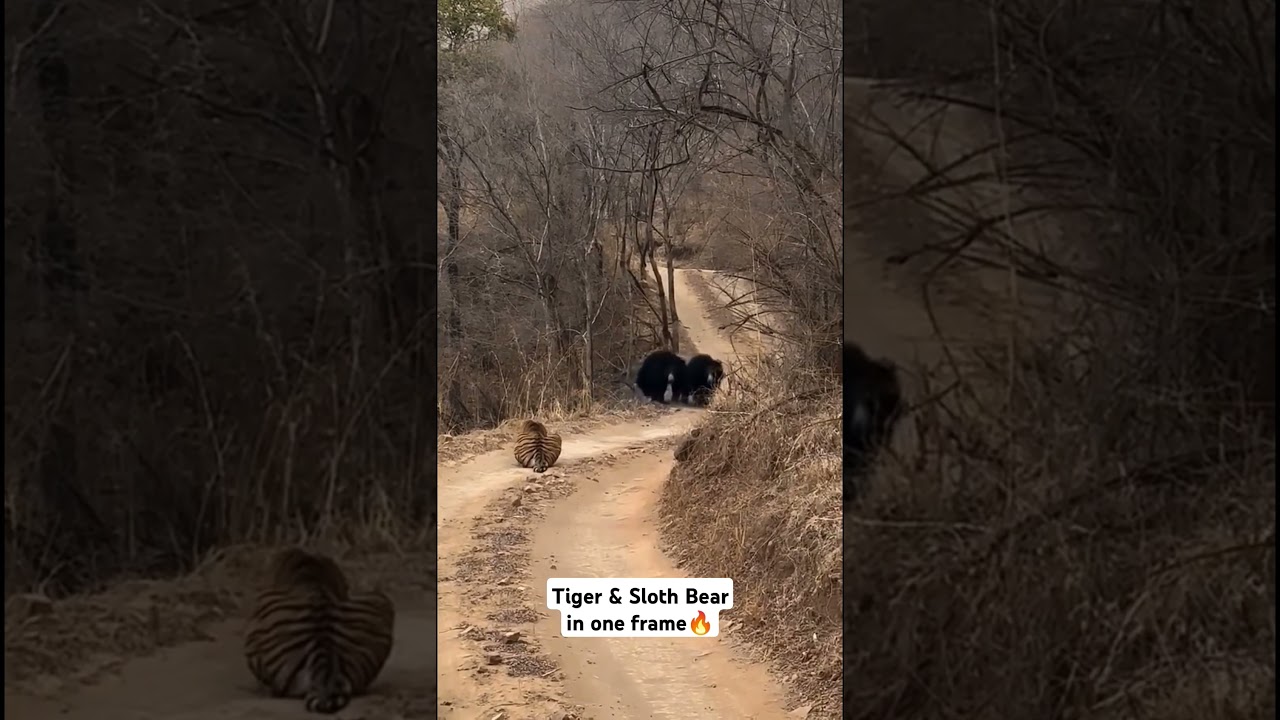 Rare Tiger & Sloth Bear Encounter in Ranthambore | Wildlife Moment!  #shorts #ytshorts #shortsfeed