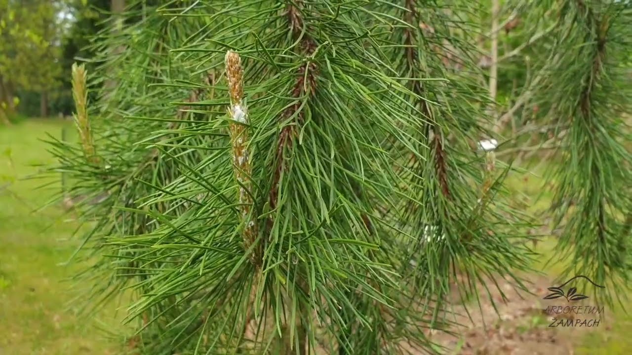 Pinus contorta 'Pendula' borovice pokroucen&aacute;