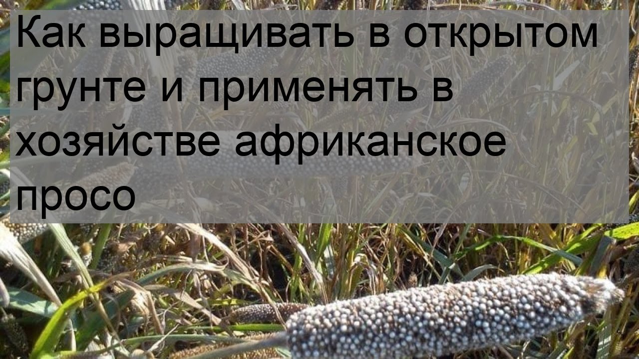 Как выращивать в открытом грунте и применять в хозяйстве африканское просо