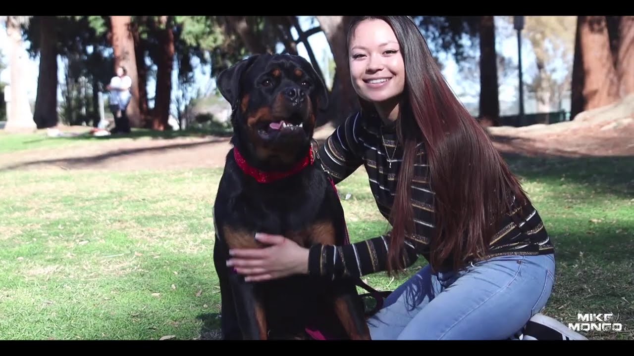 A Future Veterinarian & Her Rottie | Rottweiler Vlogs Ep. 130 Mizzo & Mack | May, Christina, & Venus