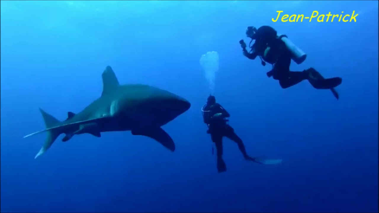 le requin vu Gonzalo