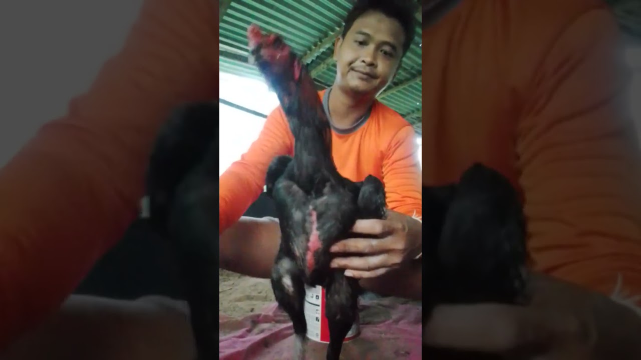 นำเข้าอีกตัว เพื่อการพนันพม่าชนเชิง ชนะยกเดียว