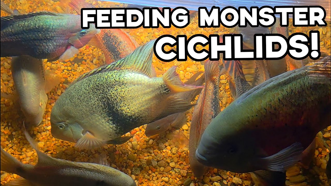 300 Gallon Monster American Cichlid Pond Feeding