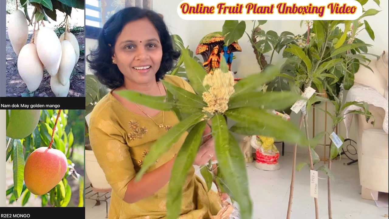 Online Fruit Plant Unboxing Video 🍊🍒🍎