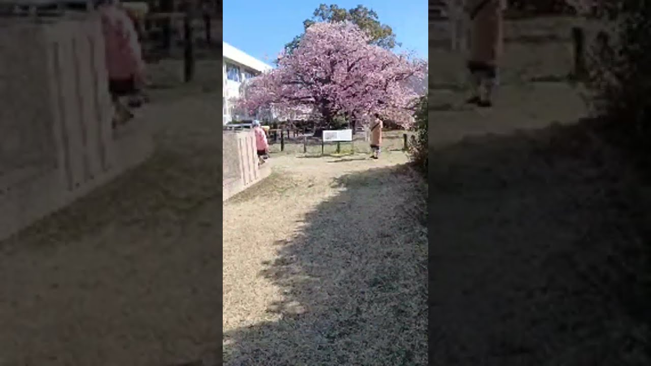 山口県防府向島の寒桜満開♥️です😌💓配信お付き合いありがとうございました😄