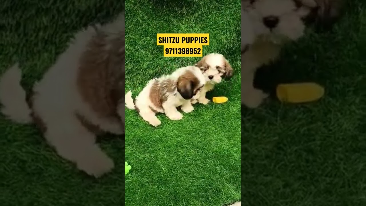 Shitzu puppies available for sale cheap dog market delhi ncr shitzu Puppies full marking 9711398952