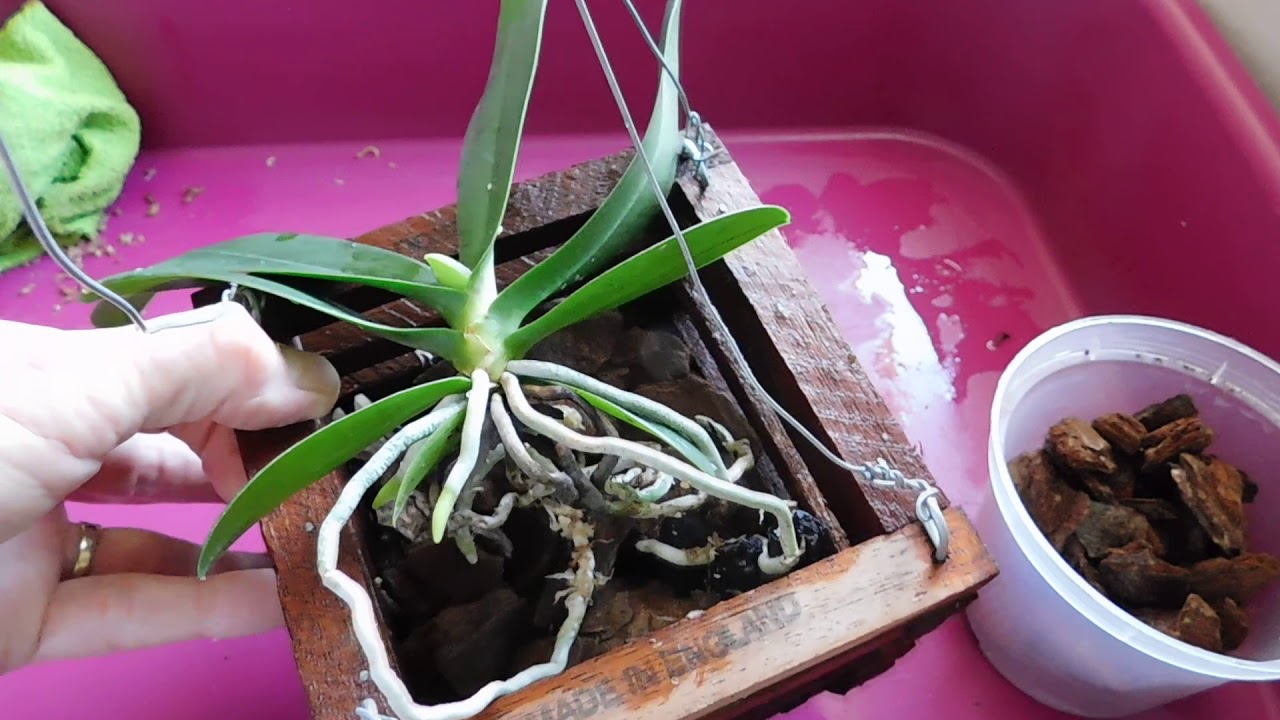 Re-potting my Sedirea japonica; plus two add-ons!