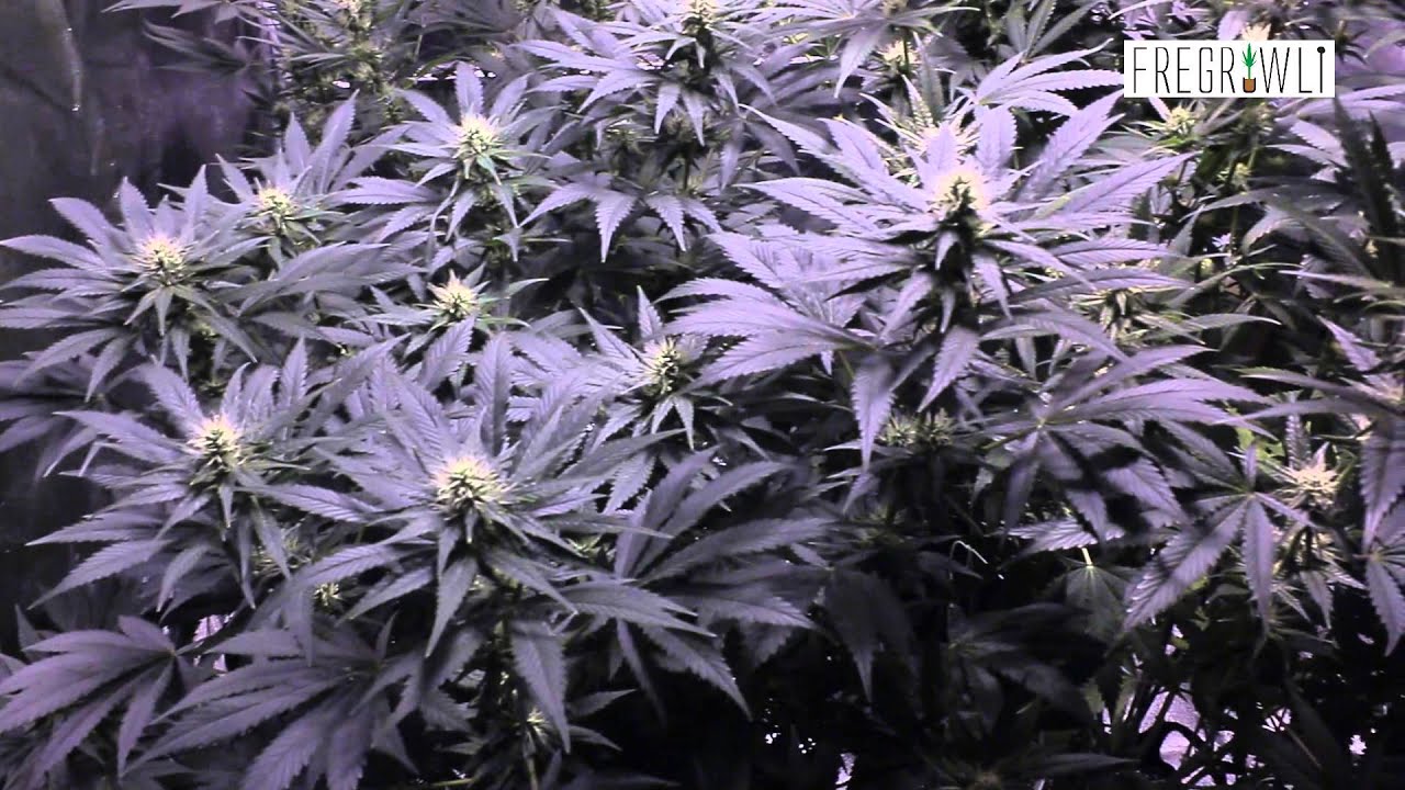 Week 3 Flower Update - Kosher Tangie + G13 Labs Strains