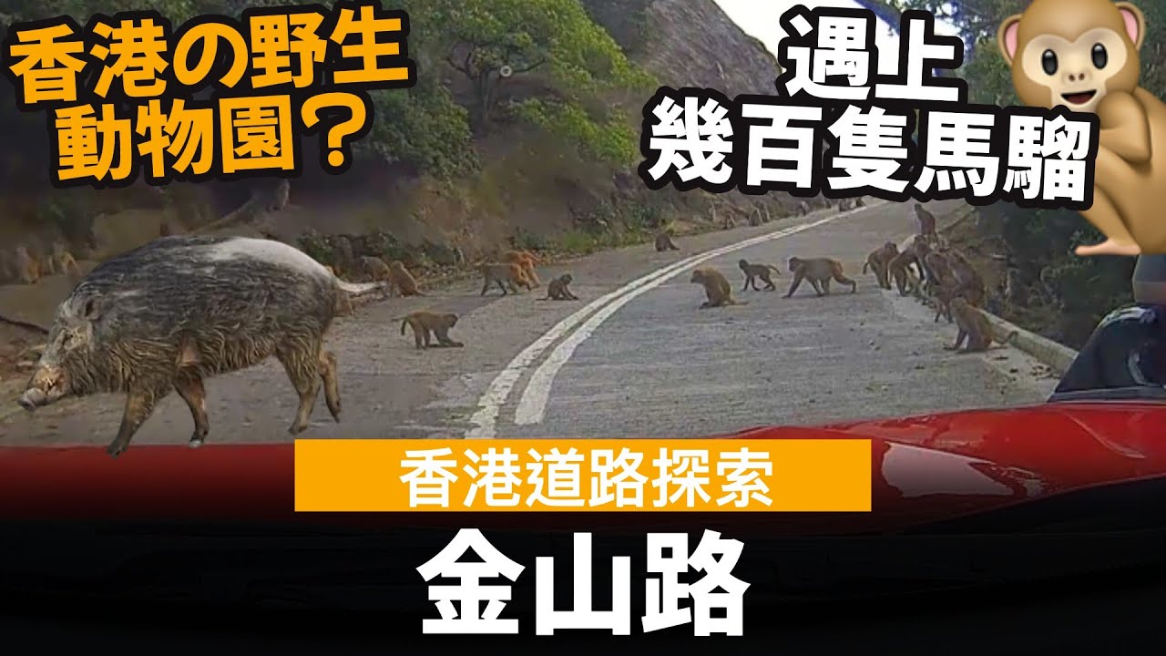 [香港道路探索 | 聲音導航] 金山路 ── 遍上幾百隻馬騮🐒 | 香港野生動物園?🐊 | 自駕好去處🚗 | 可推廣做旅遊景點?🚡