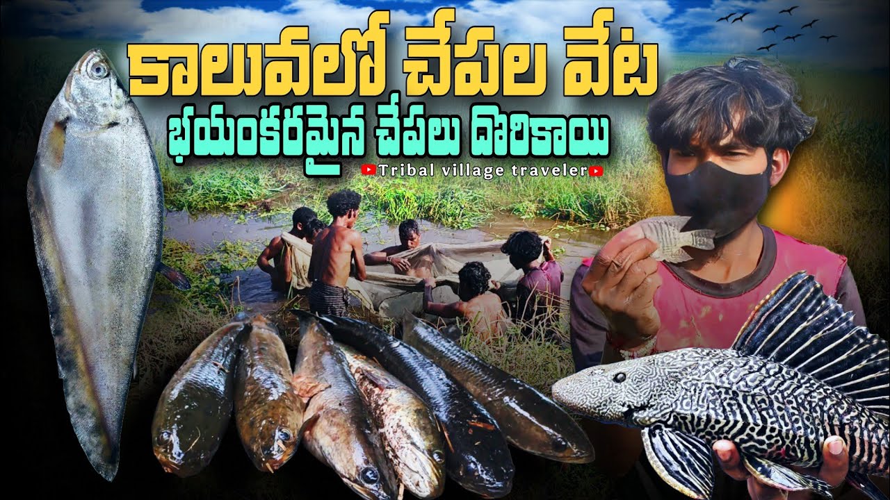 కాలువలో చేపలు పడుతున్నాం భయంకరమైన చేపలు దొరికాయి అలాగే పాములు వలలో చిక్కాయి #fish #hunting #vlog