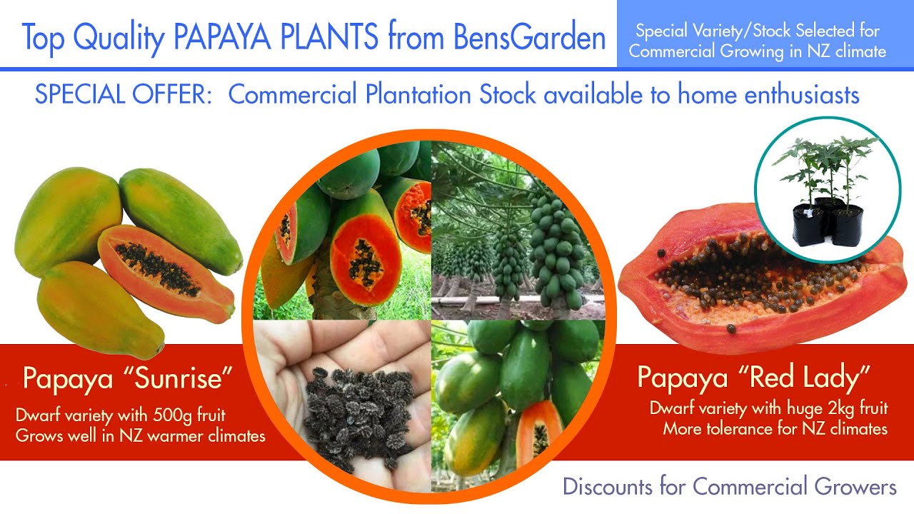 Papaya Plants Special Stock selected for Commercial Growing in New Zealand