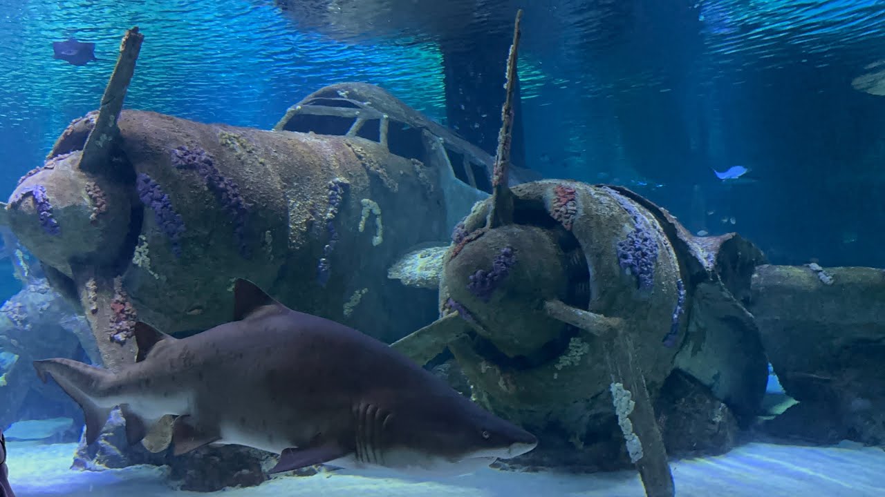ANTALYA AQUARİUM VLOG ! Duru köpekbalığı gördü 😱😊#happy #antalya #aquarium #oyun #şarkı