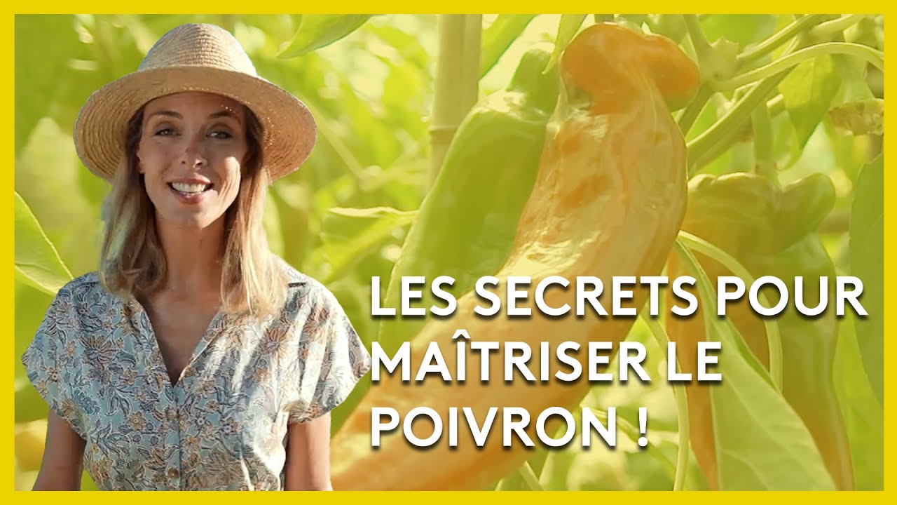 Le poivron doux des Landes - Les potagers de Julie - 15/10/2022