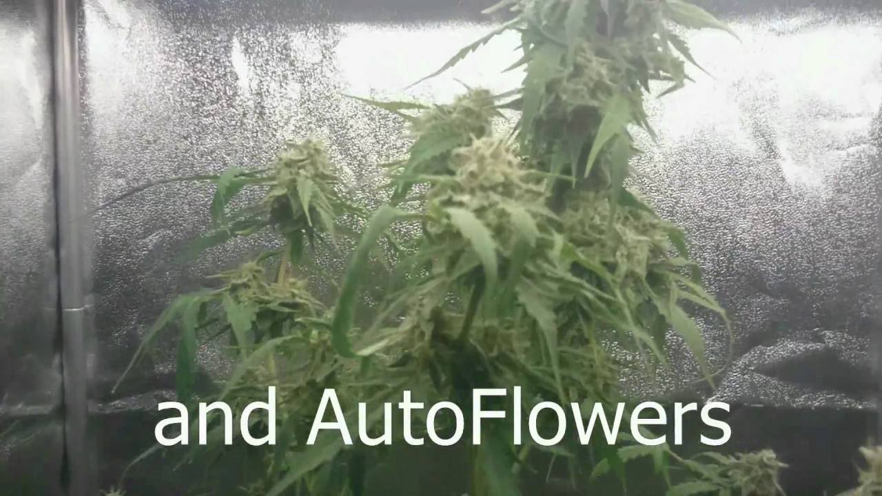 AMVgrow Intro 10sec