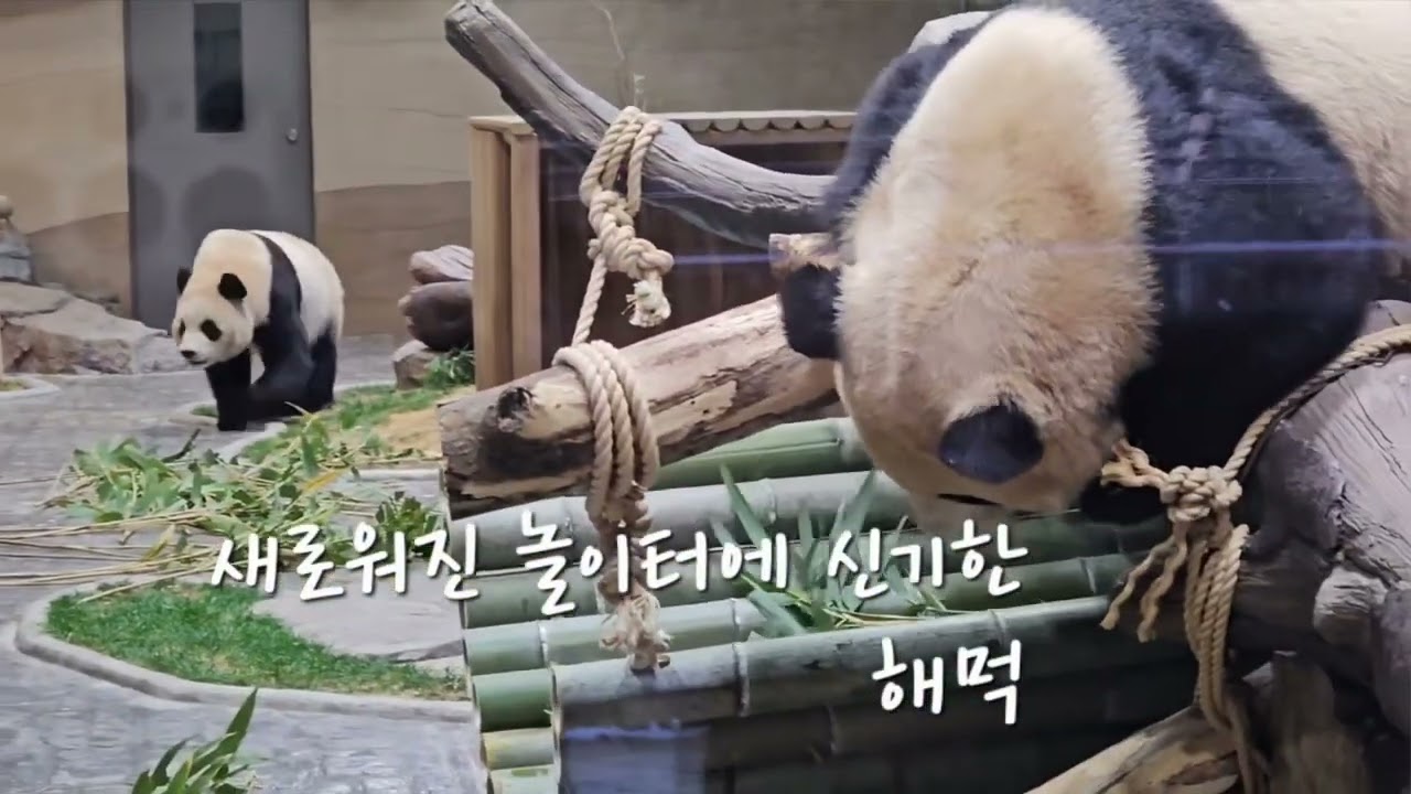 세컨 하우스 퇴근시간 5분전 쌍둥이판다 #에버랜드 #판다 #세컨하우스 