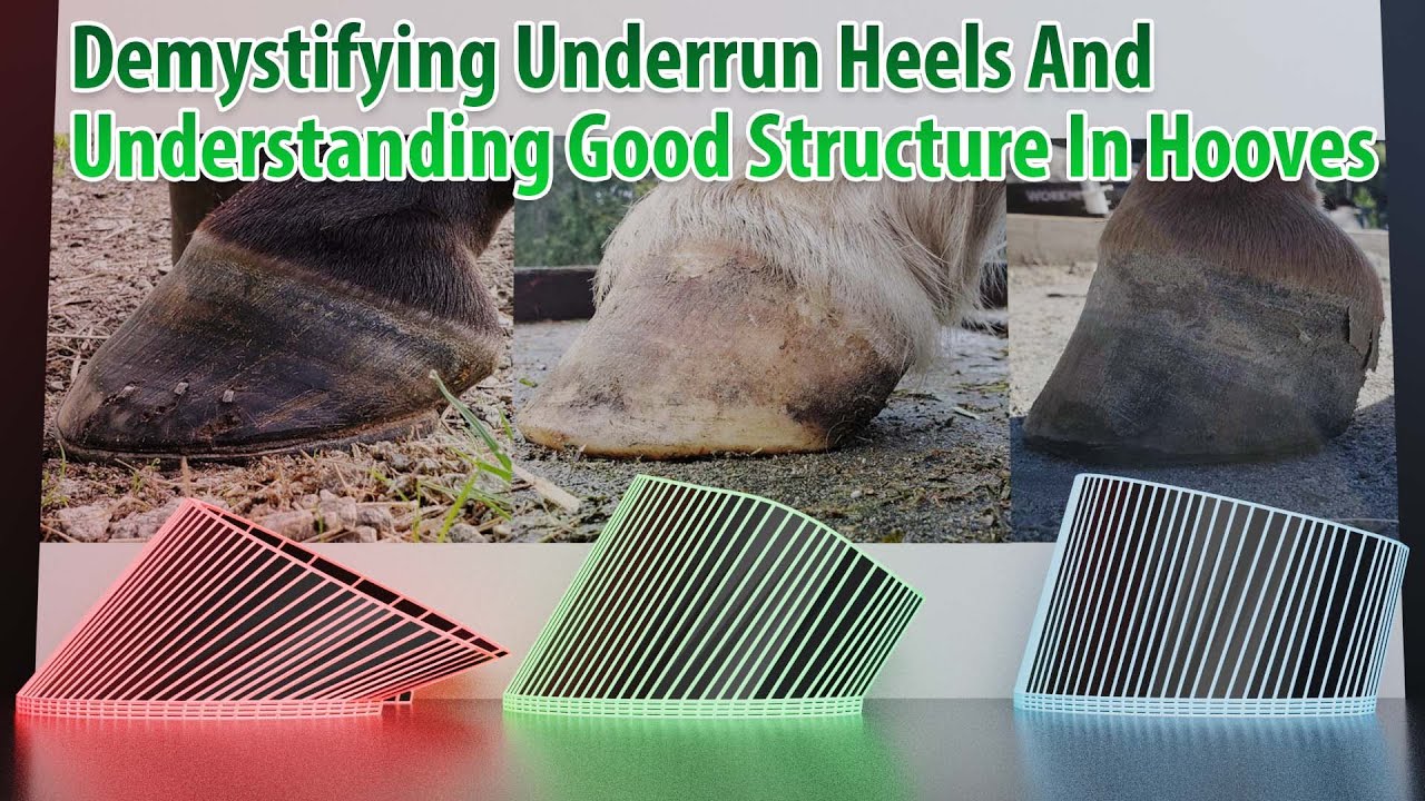 Fully Understanding Underrun Heels In Horse Hooves