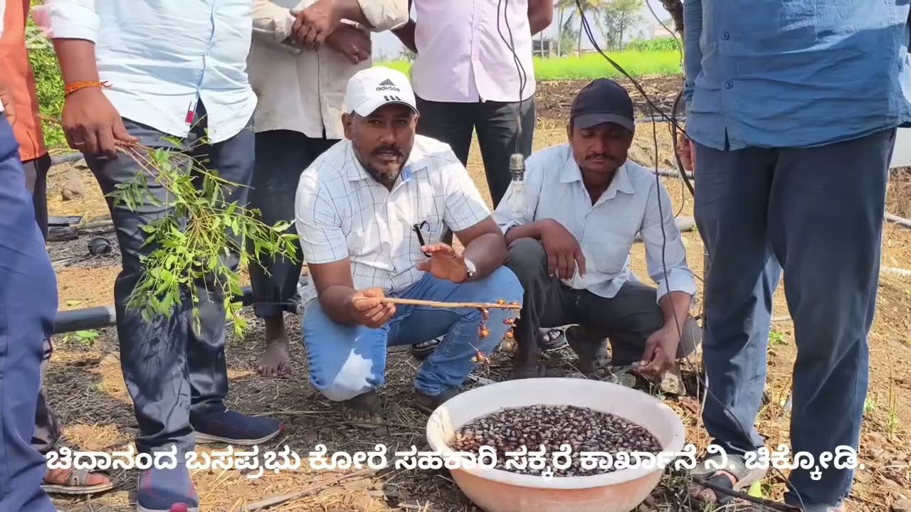 ಕಡಿಮೆ ಖರ್ಚಿನಲ್ಲಿ ಗೊಣ್ಣೆ ಹುಳುವಿನ ನಿರ್ವಹಣೆ