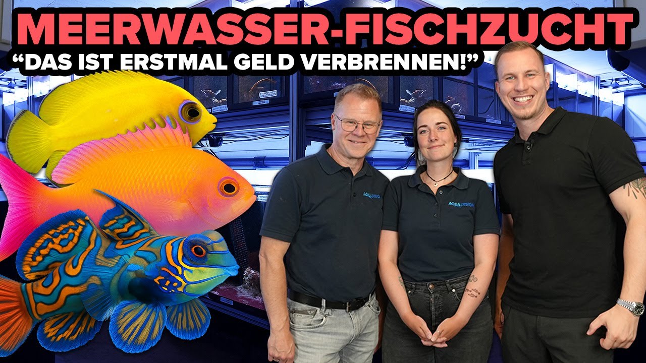 Geld verdienen mit MEERWASSER-FISCHZUCHT? - So sehr lohnt sich Jan's Projekt bei AQUADESIGN!