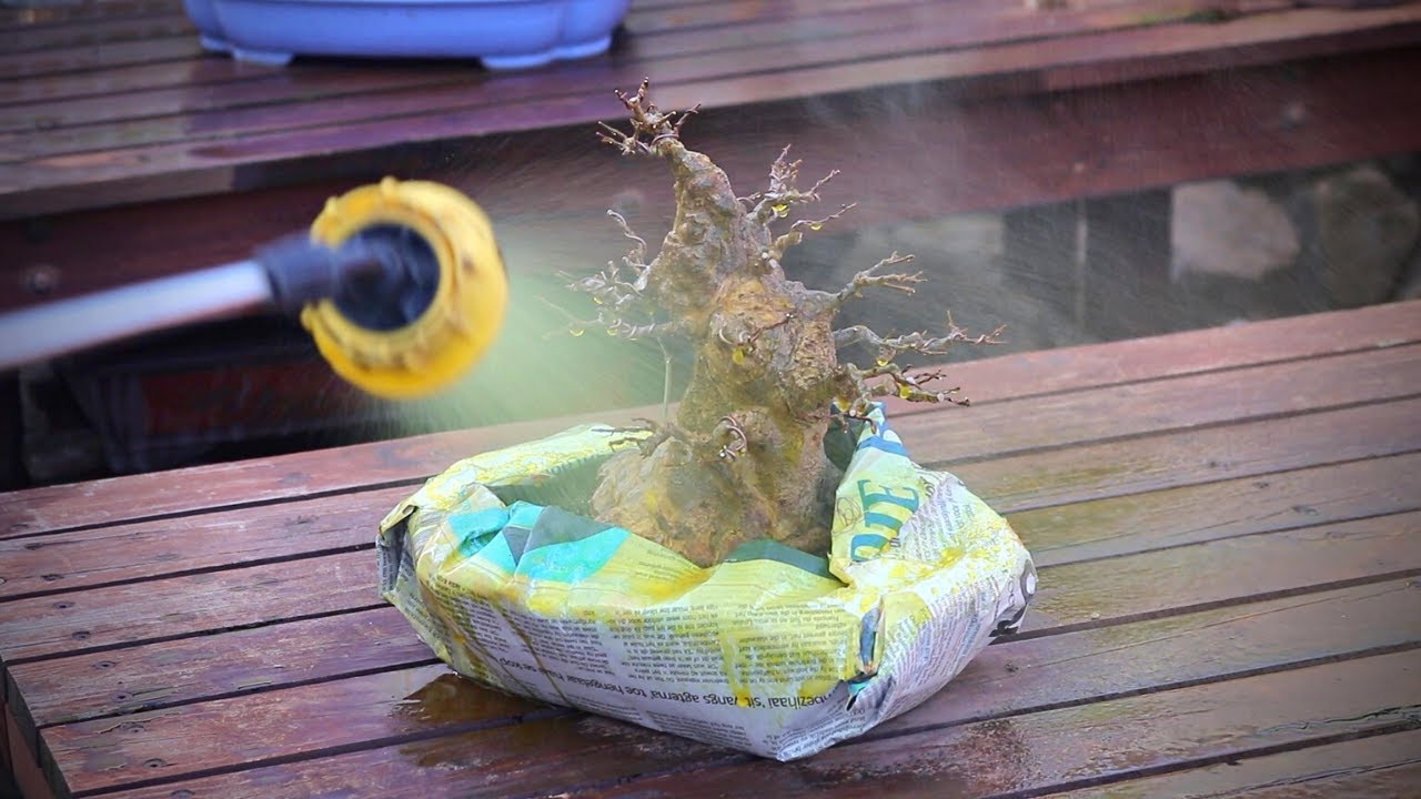 How to treat bonsai using lime sulphur