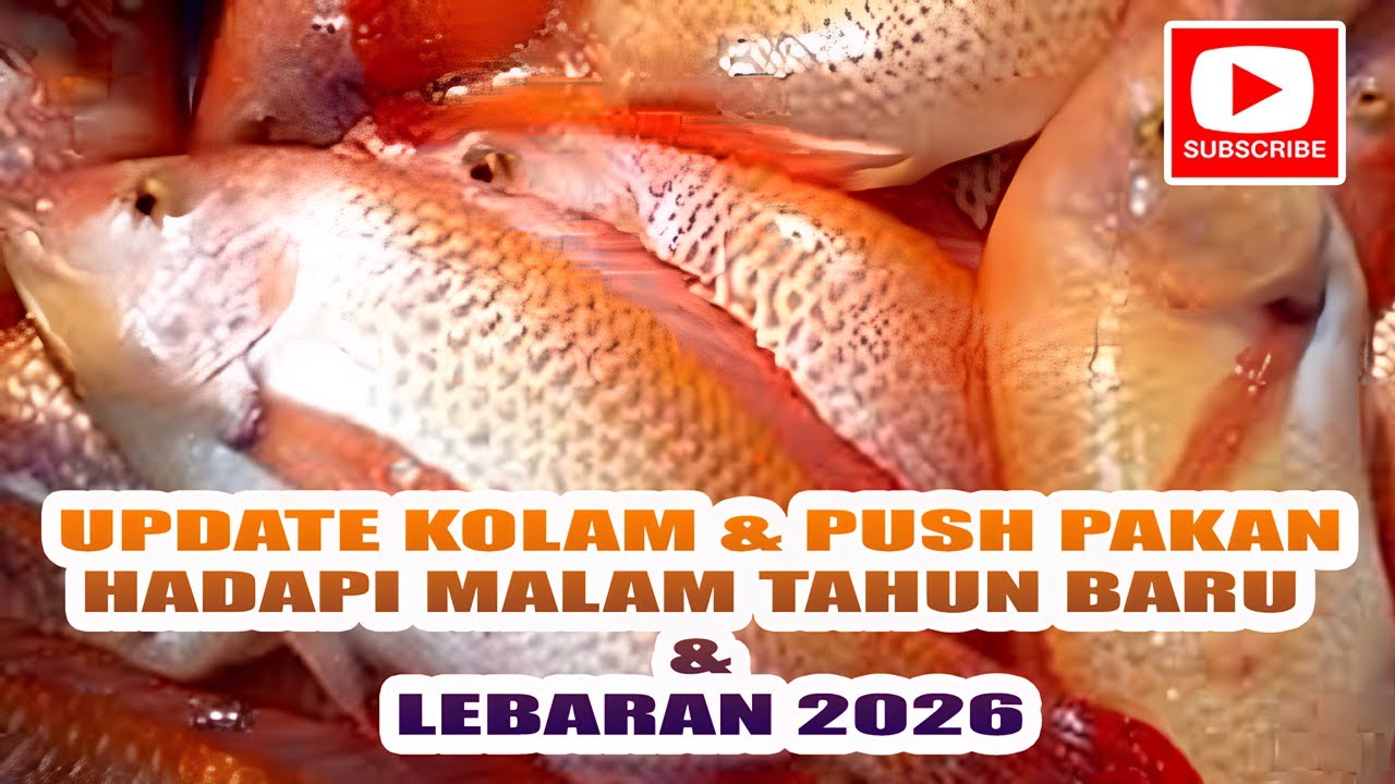 PUSH PAKAN IKAN NILA UNTUK HADAPI MALAM TAHUN BARU DAN LEBARAN 2026