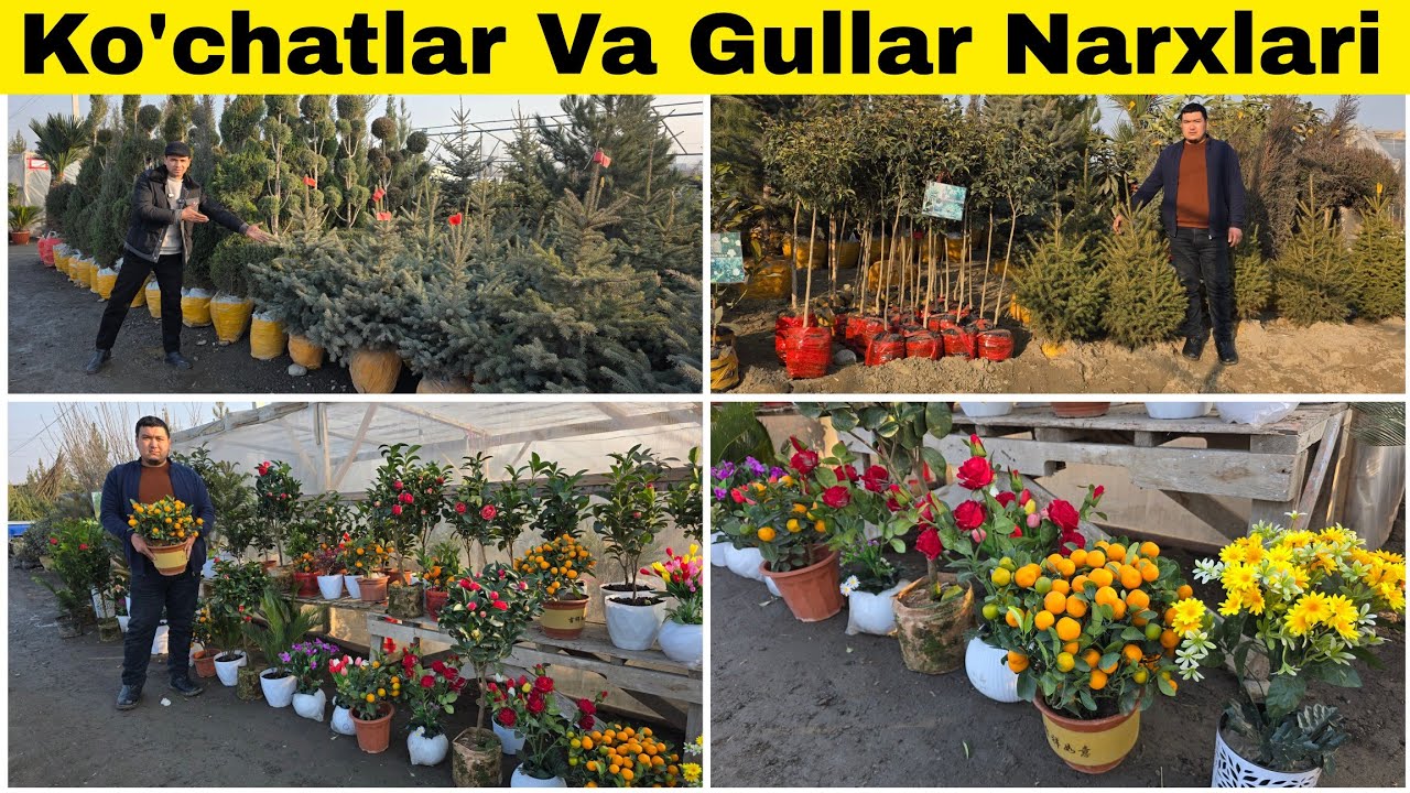 🌲DEKORATIVNIY🌲DARAXTLAR🌲GULLAR MEVAL🌻 KO'CHATLAR NARXLARI