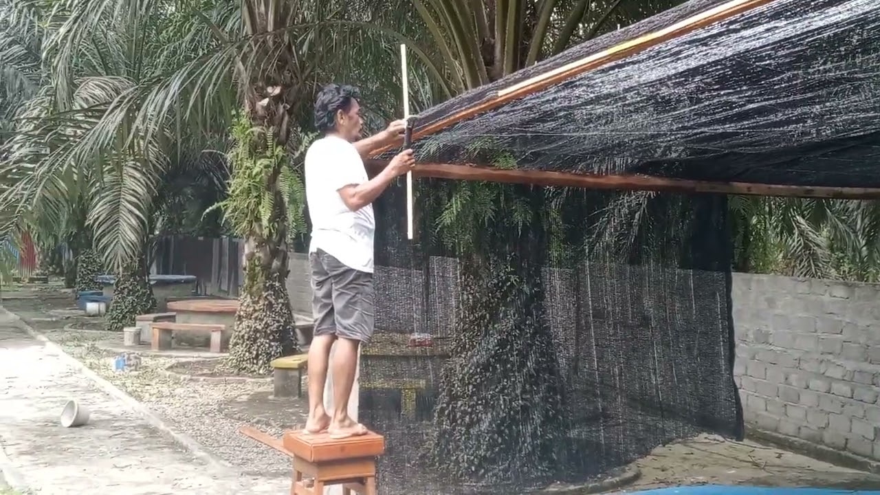 Abg ni serba bisa