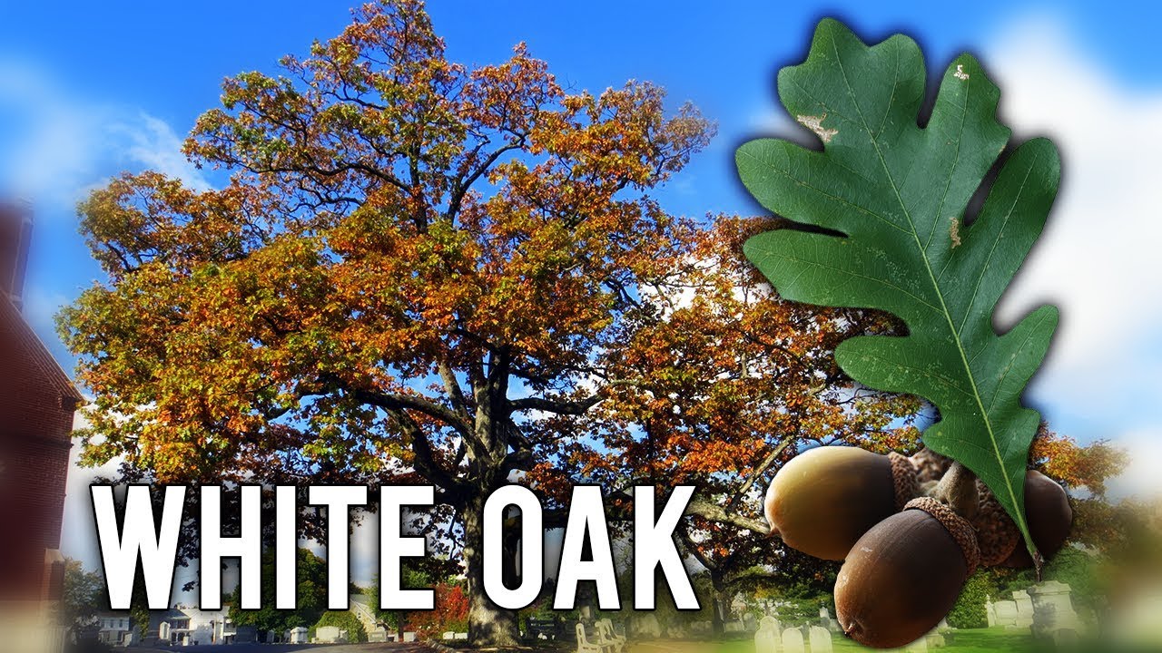 How to grow White Oak trees from Acorn- Part 1