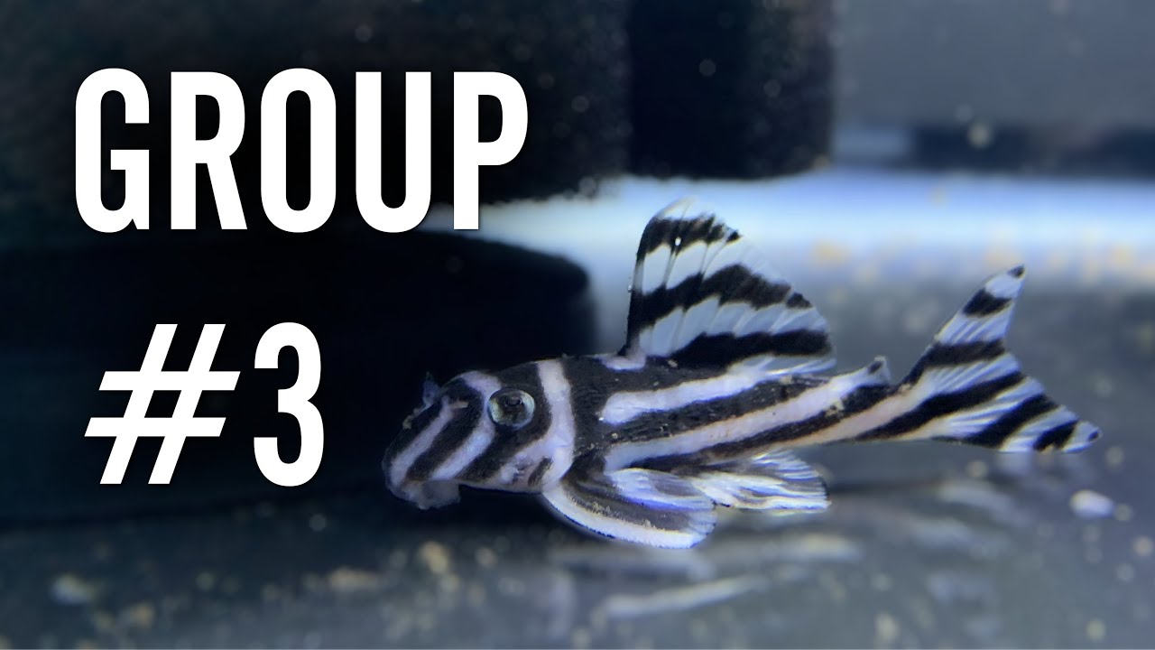 Starting Another L046 Zebra Pleco Breeding Group 🦓