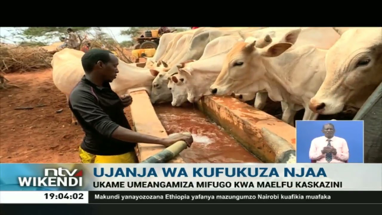 Mfugaji Wajir aibuka na mbinu ya kufukuza njaa