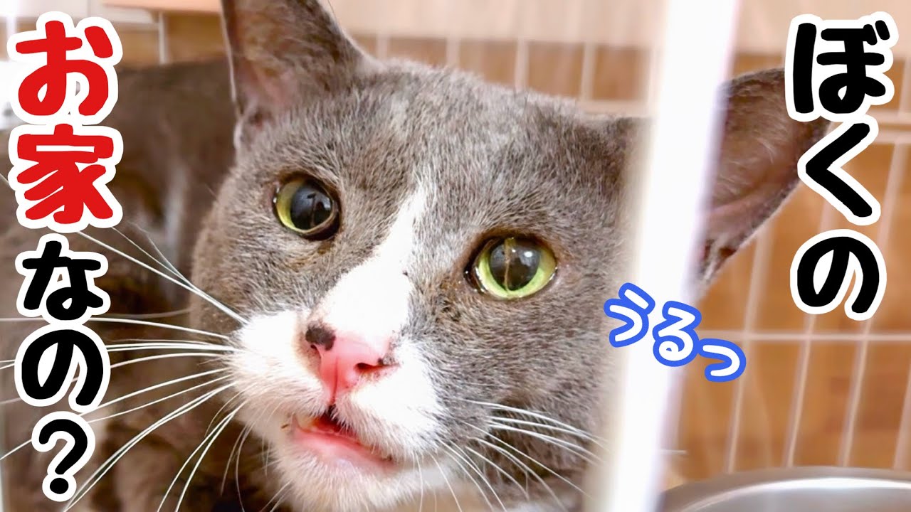 「うちの子だ!」父ちゃん強行突破! 近所の野良猫を家猫へ...