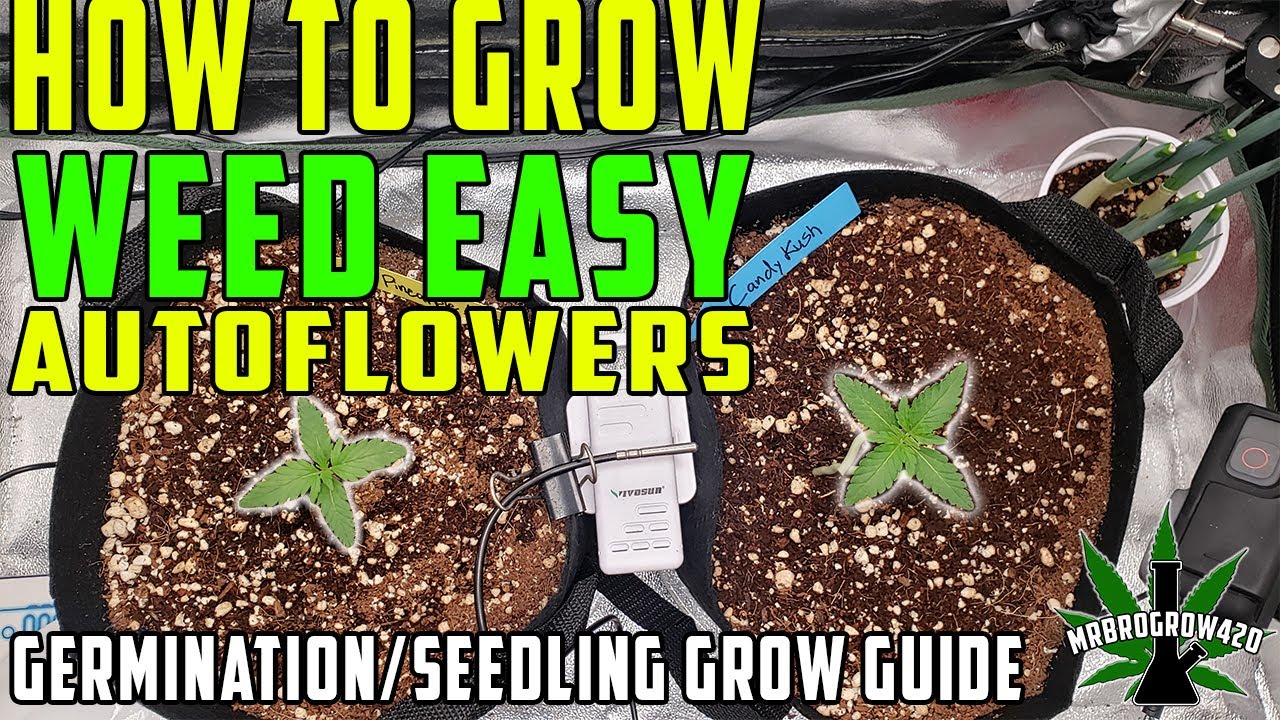 CANNABIS GROW | GERMINATION & SEEDLING | AUTOFLOWERS