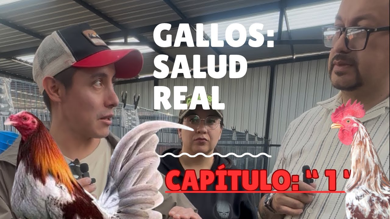 La base del gallo ganador: salud, comida y manejo | Capítulo 1