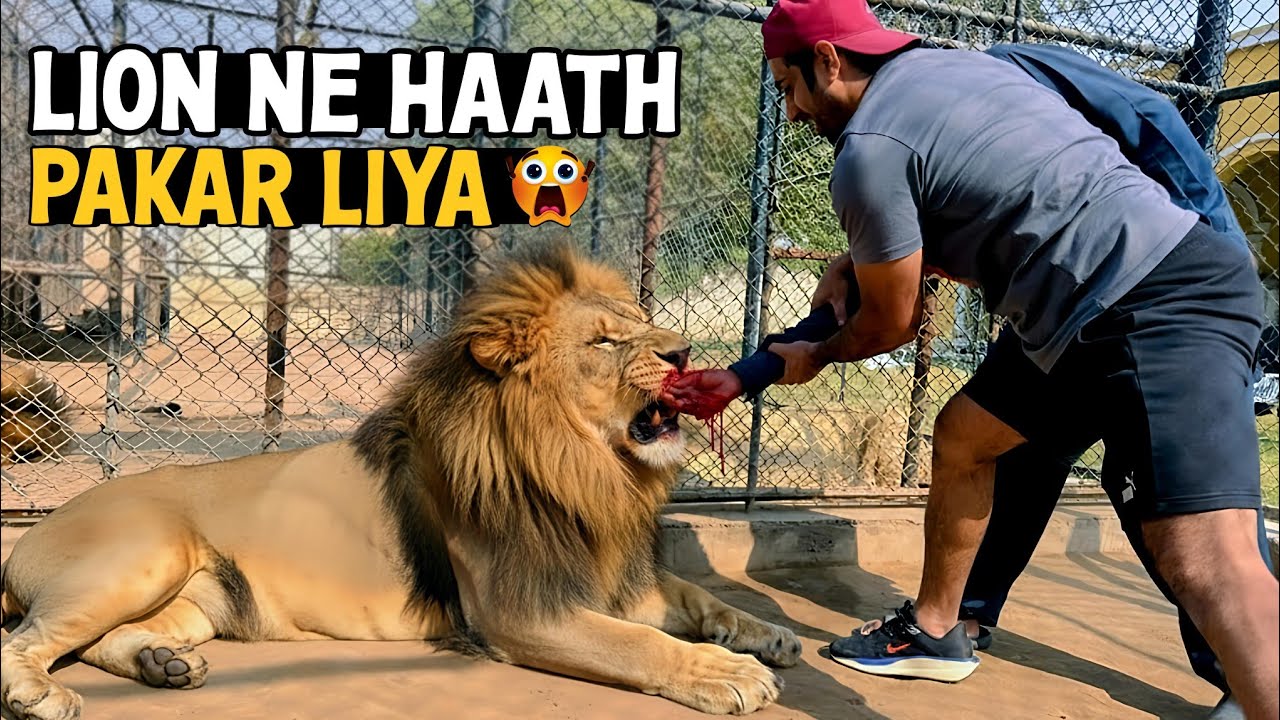 Lion Ne Imran Ka Haath Pakar Liya 😱 | Waqad Wild Farm Dangerous Story