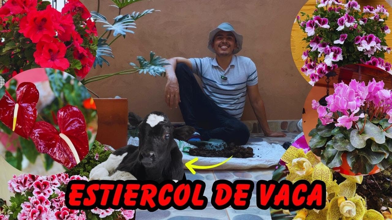 Secretos del Abono de Estiércol de Vaca, ORO para tus PLANTAS: ¡Mejora tu Jardín! | AP