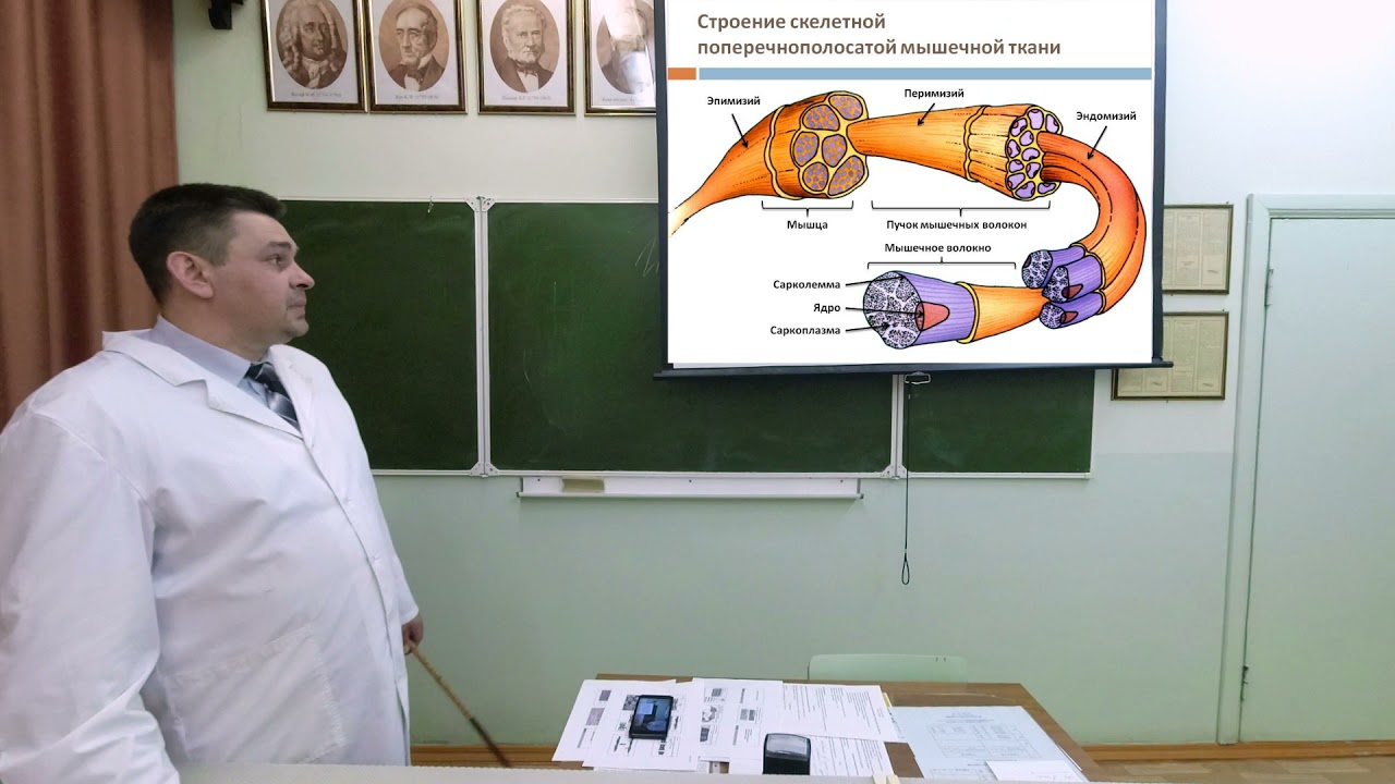 Мышечные ткани.