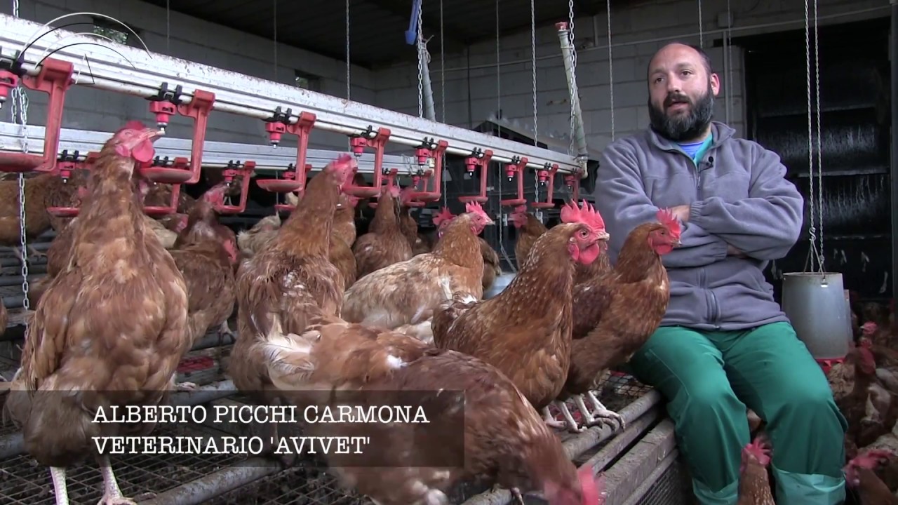 Antonio de la Peña. Finca La Almunia, avicultura ecológica