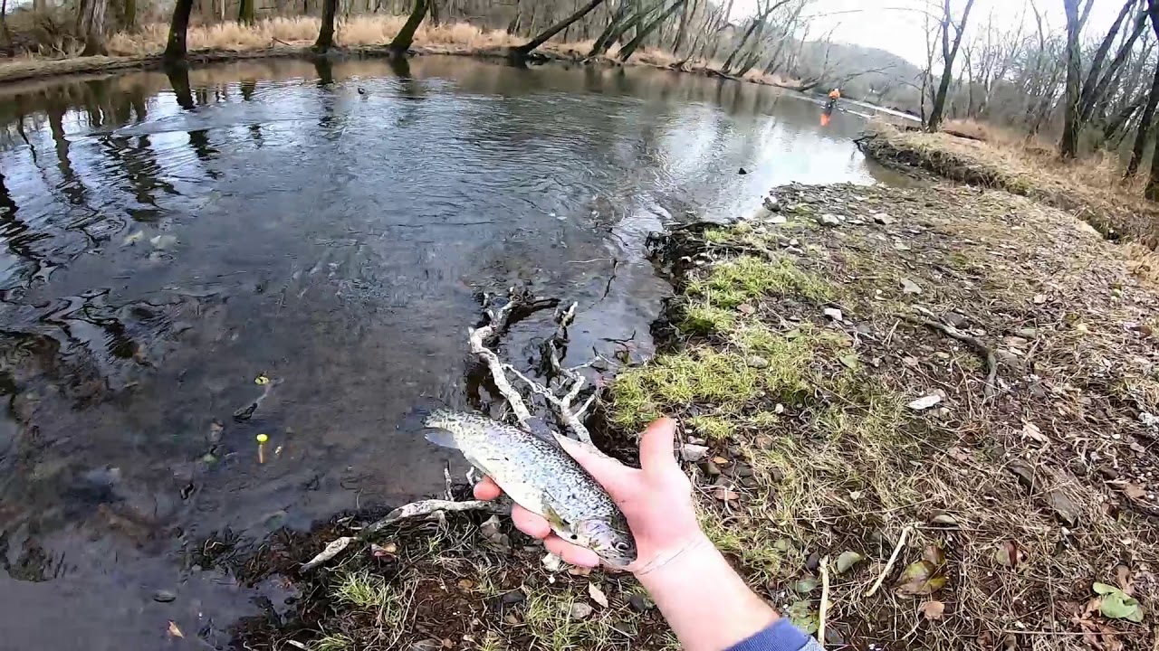 Duck River at Normandy Dam, Trout Bank Fishing Heaven