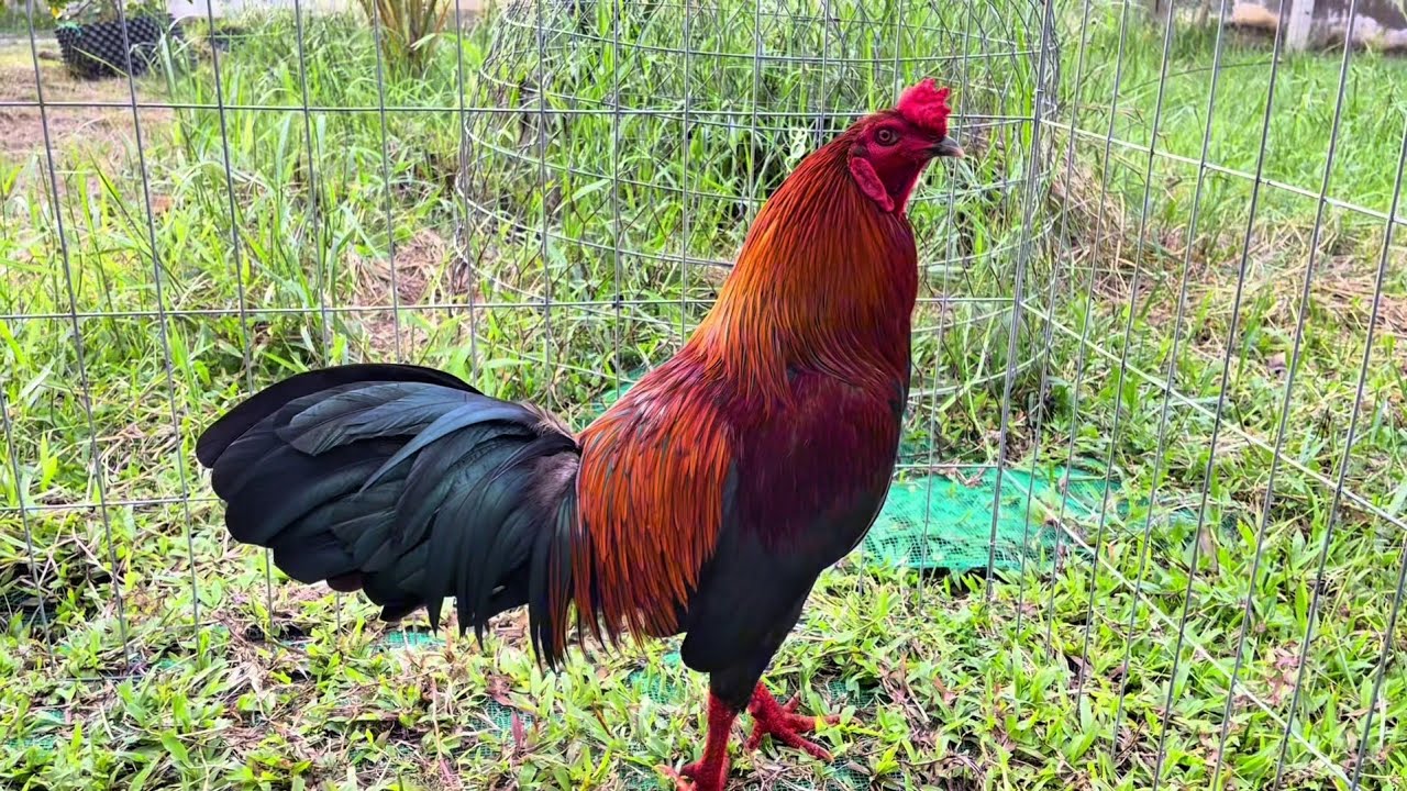 Top 1 most beautiful chicken in the last 16 hours