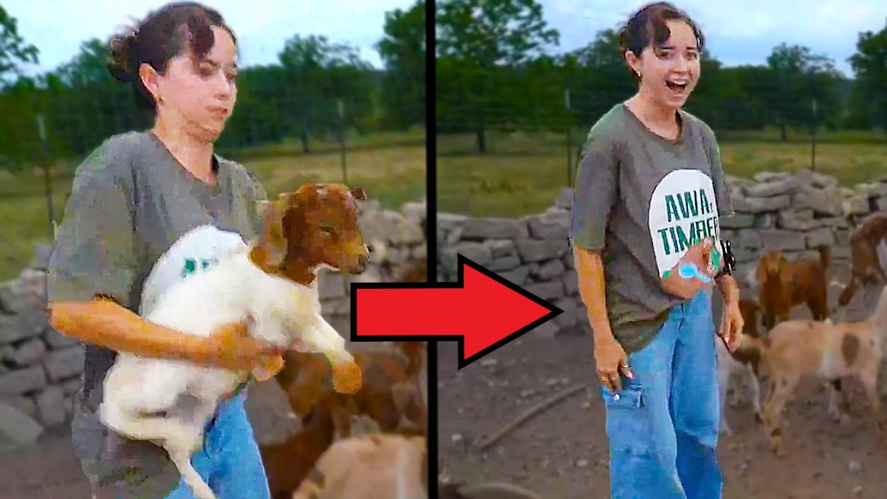 Maya was SHOCKED when the baby goat did this...