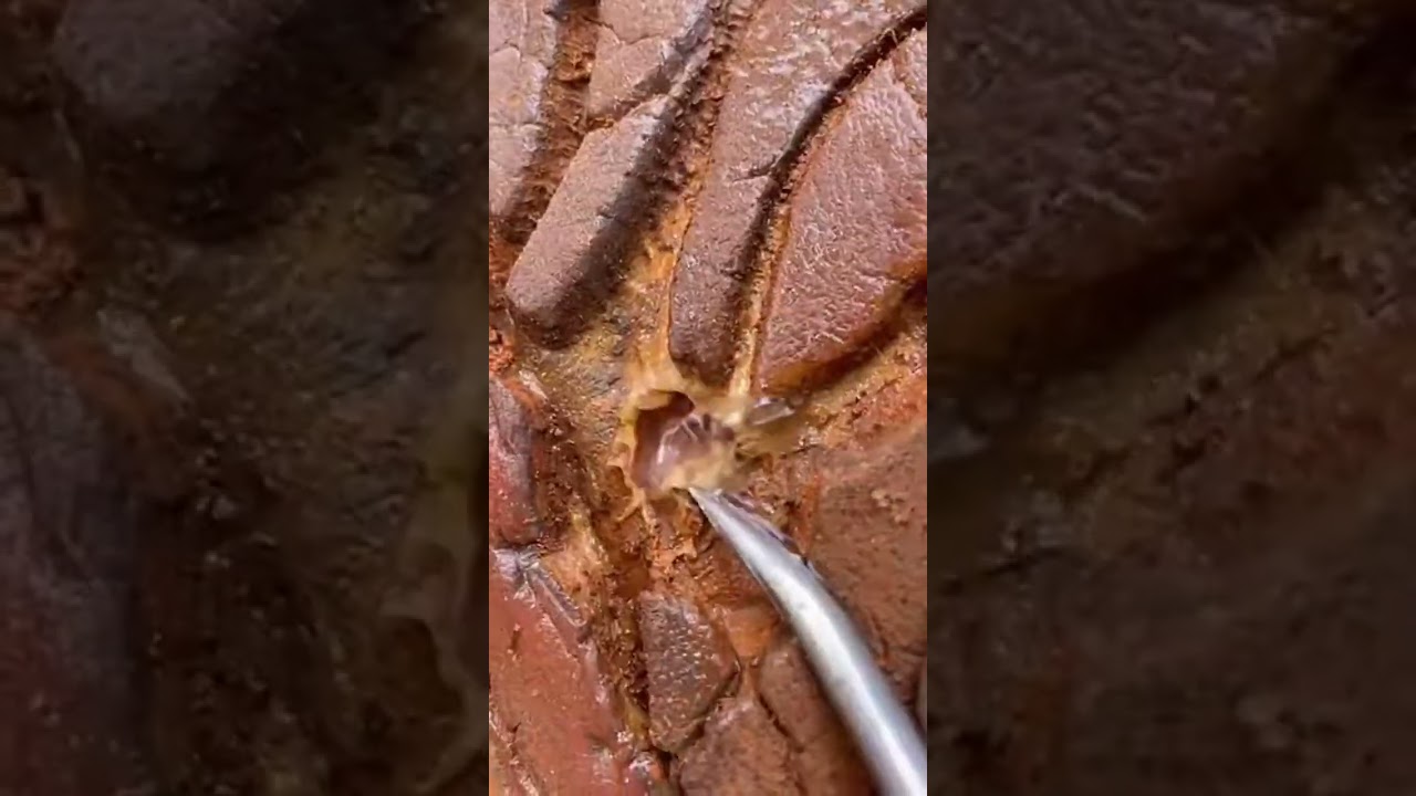 Deep Tunnel Collapse Extraction Moment  #farmlife #oddlysatisfying #hoofcleaning