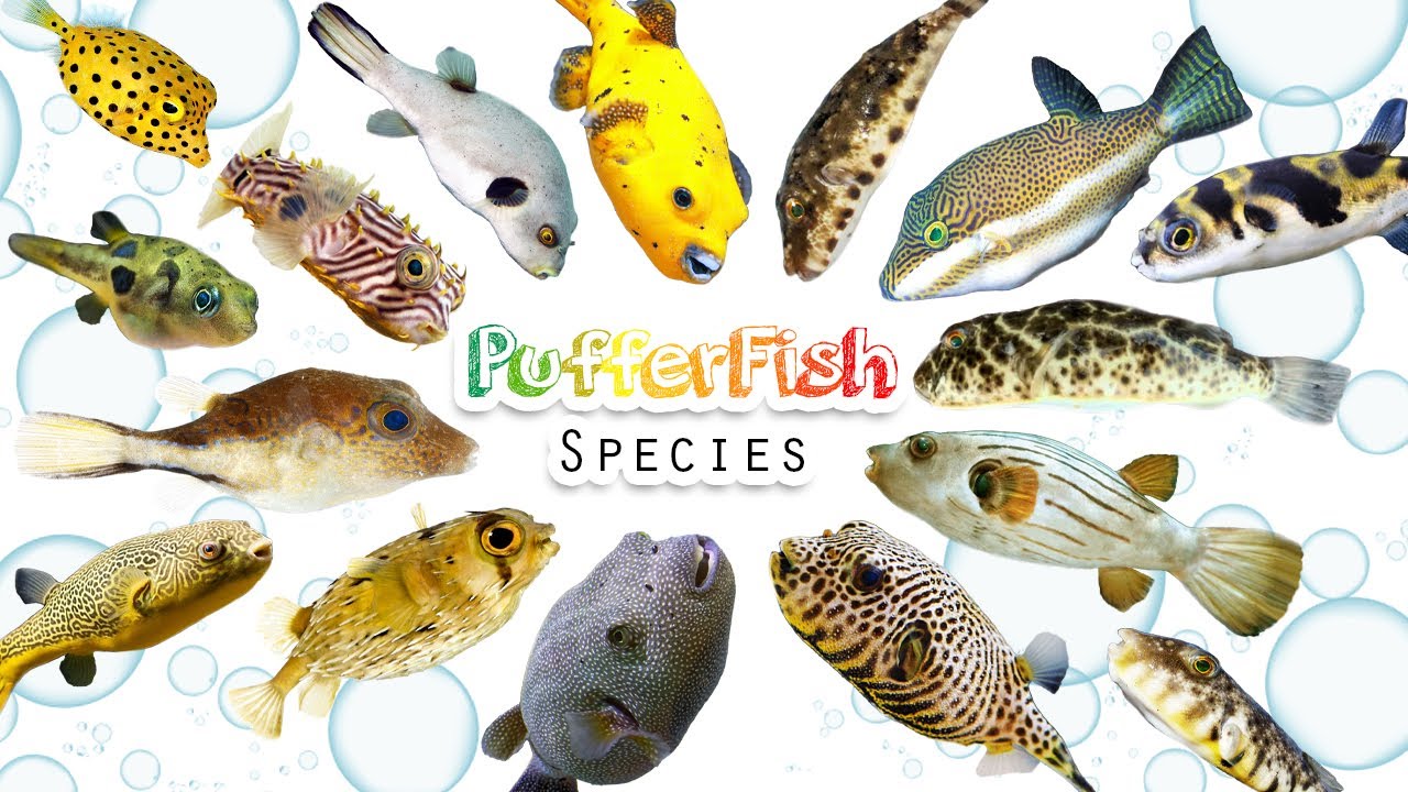 Pufferfish Species / Fun list of Pufferfish / Leo & Lia Story TV
