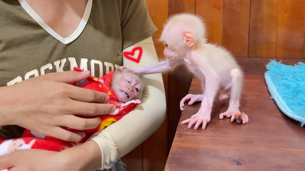 Adorable Monkey Minea Comforting Sis Yuri To Sleep