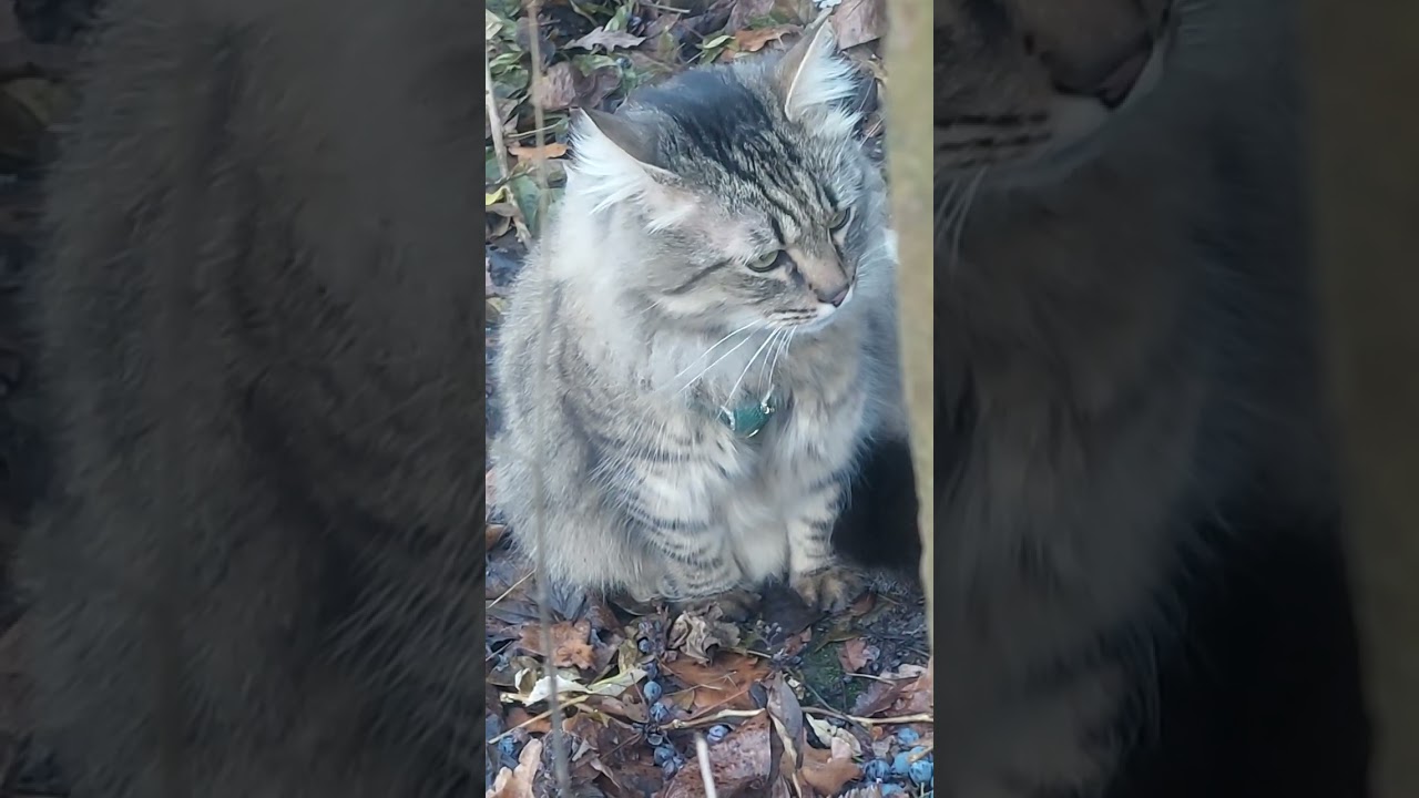 Котик 