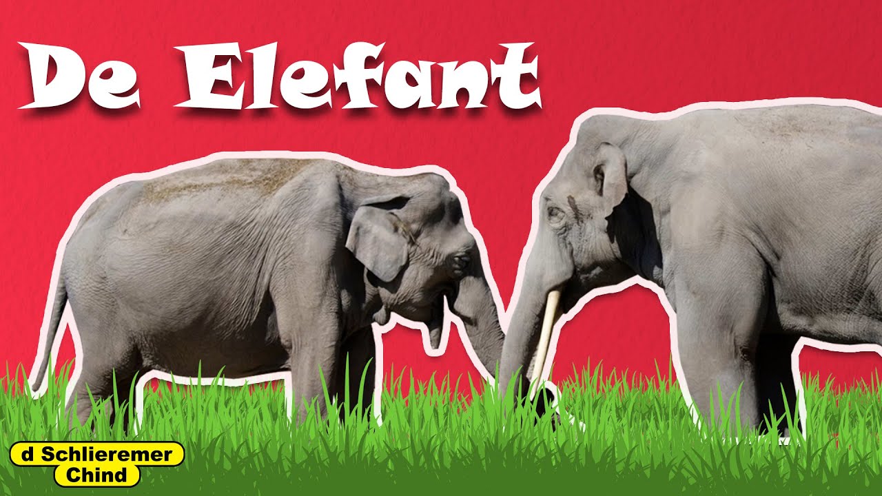 Schlieremer Chind - De Elefant