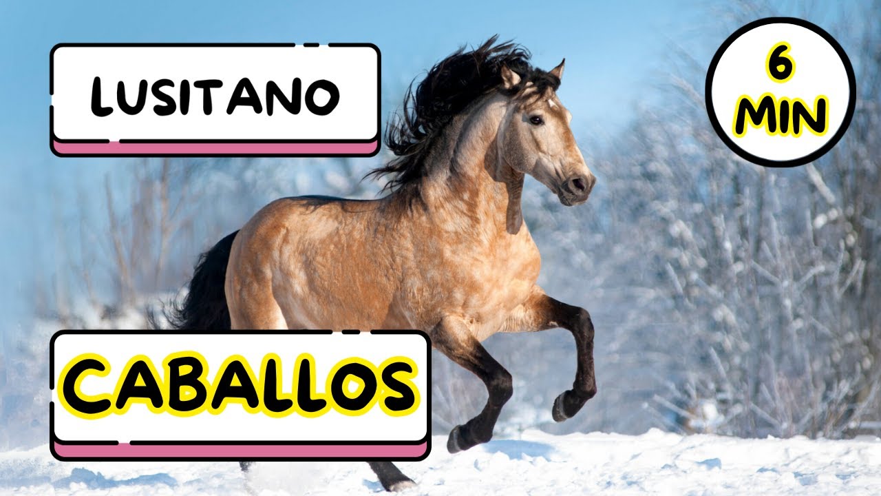 Horse breeds - Razas de caballo - Learn Spanish for kids