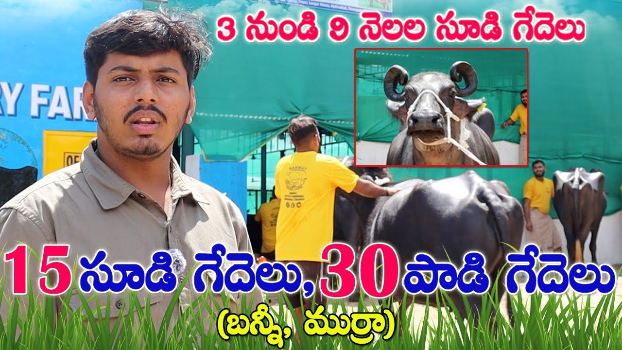 Pregnant Buffaloes sale | డైరీ ఫార్మ్ లో 15 సూడి గేదెలు 30 పాడి అమ్మకానికి కలవు | బన్నీ, ముర్రా