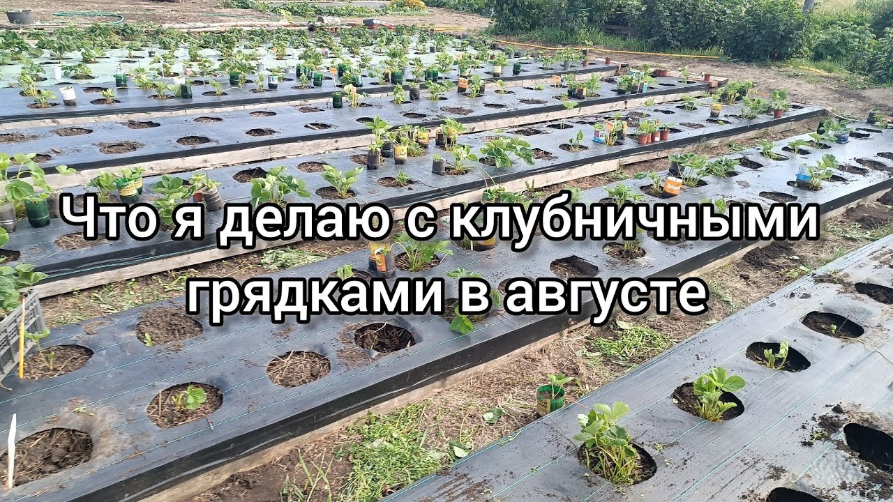 Что я делаю с клубникой в августе #выращиваниеклубники 
