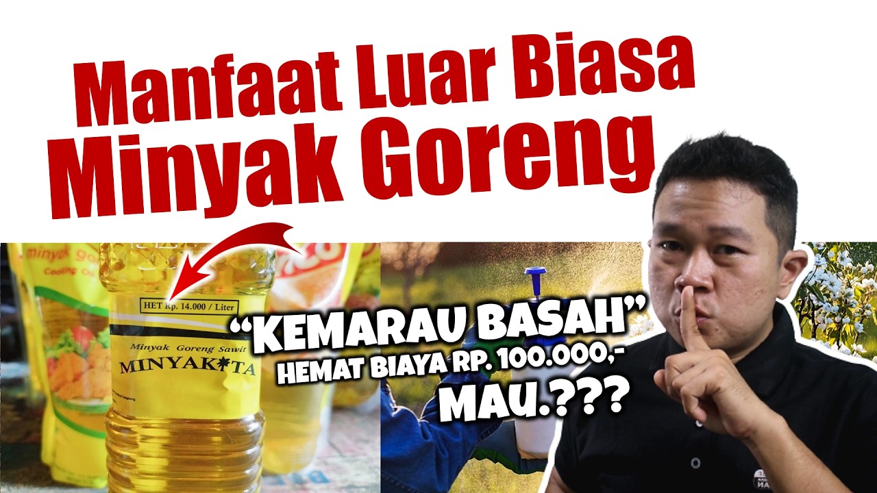 HEMAT BIAYA Rp. 100.000,- ❗❗❗ MANFAAT LUAR BIASA MINYAK GORENG UNTUK TANAMAN | Kemarau Basah / Hujan